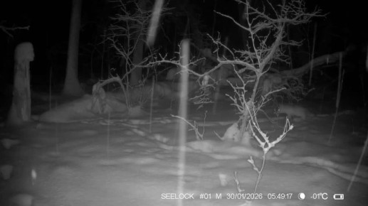 Лось, кабан, лиса и косуля попали на кадры фотоловушки в Воронинском заповеднике