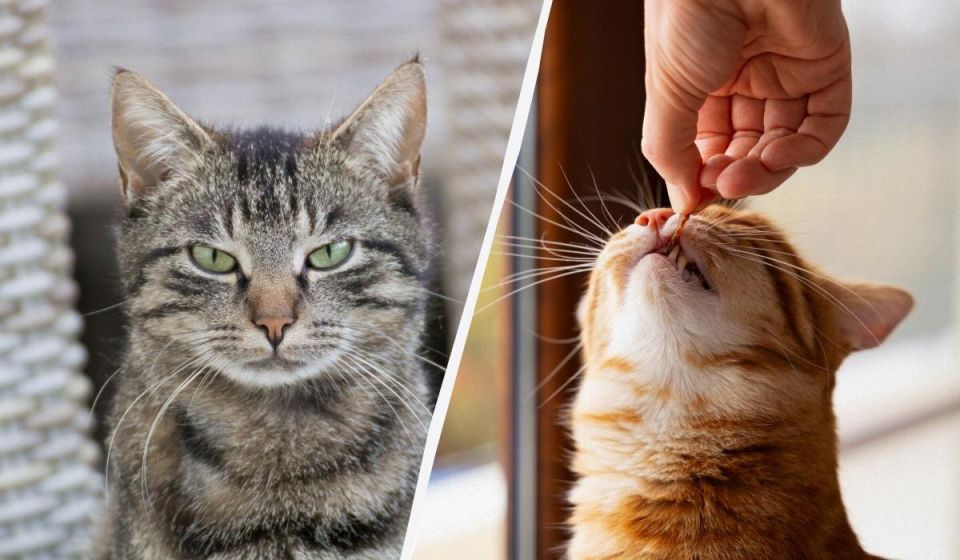 ��� ������� ���� �������� ������ ����: ������ ��� ����������