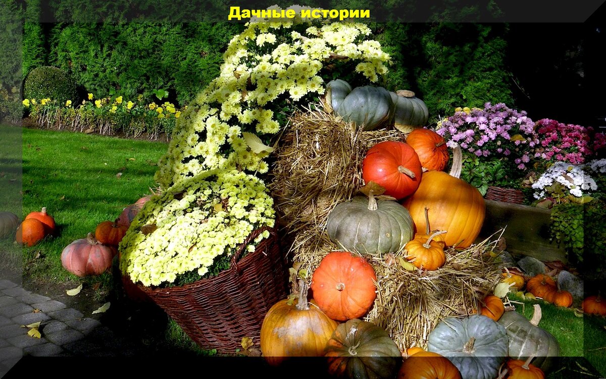 Советы по уходу за виноградом и смородиной