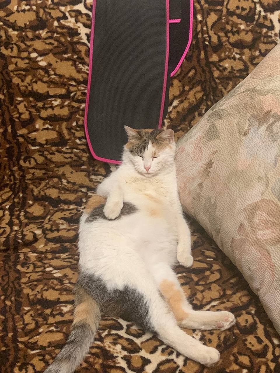 Пост добра: сотрудники котокафе ищут дом для кошки Веры Пост добра: сотрудники котокафе ищут дом для кошки Веры