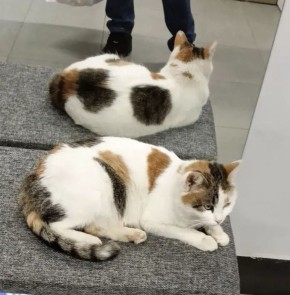 ���� �����: ���������� �������� ���� ��� ��� ����� ����