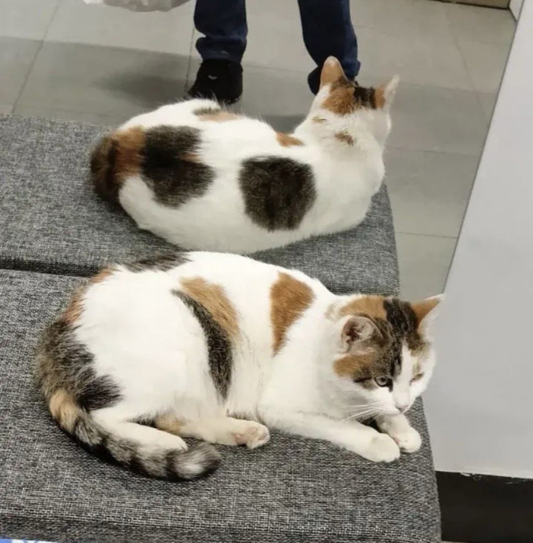 Пост добра: сотрудники котокафе ищут дом для кошки Веры