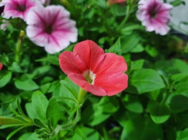 ������� ��������� ������ ������� � 2026 ����