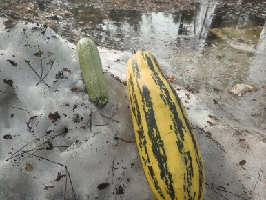 ����� ������ ������� ���������� ����������: �������� ������ ������������ ��������