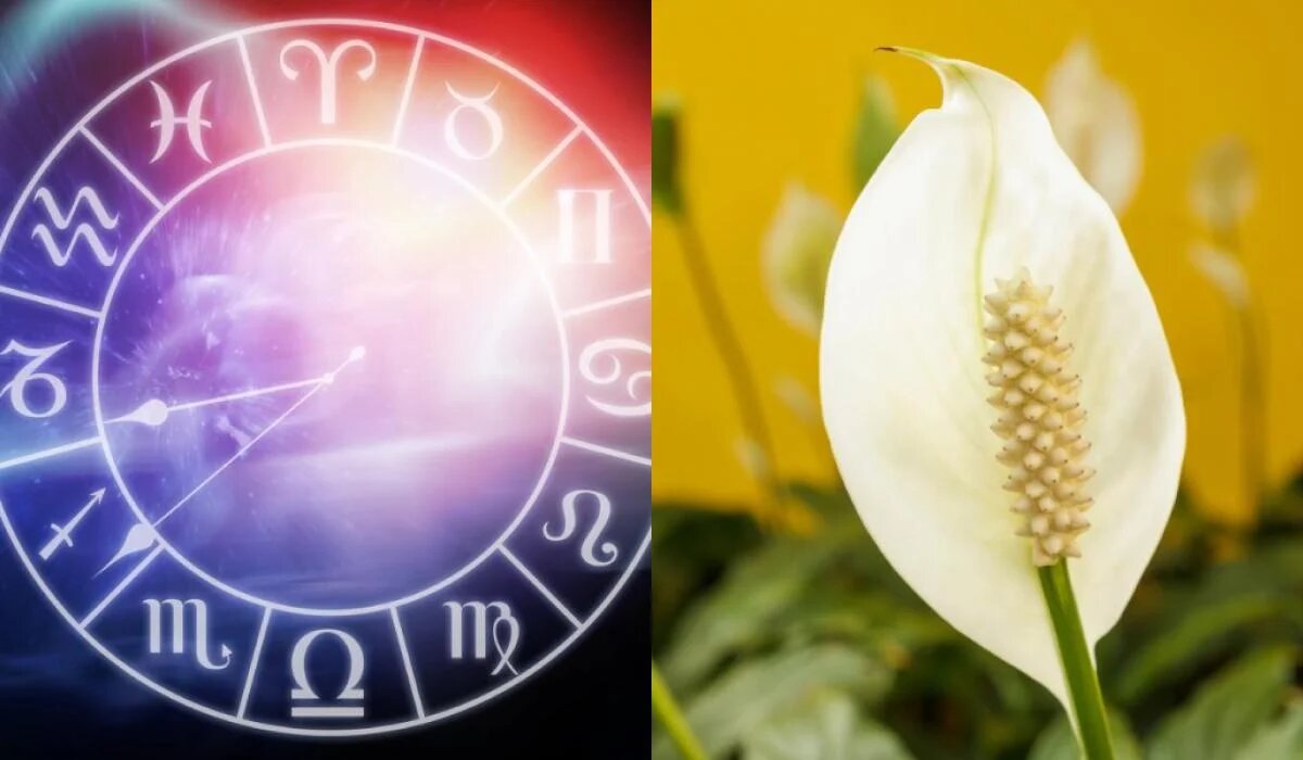 Комнатные растения по знакам Зодиака: найдите своего зеленого спутника