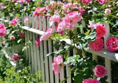 Как добиться пышного цветения роз: полезные советы от опытных садоводов