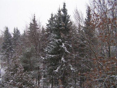 ���� � �������������: ��� ��������� ������ ������� �� 15 ���