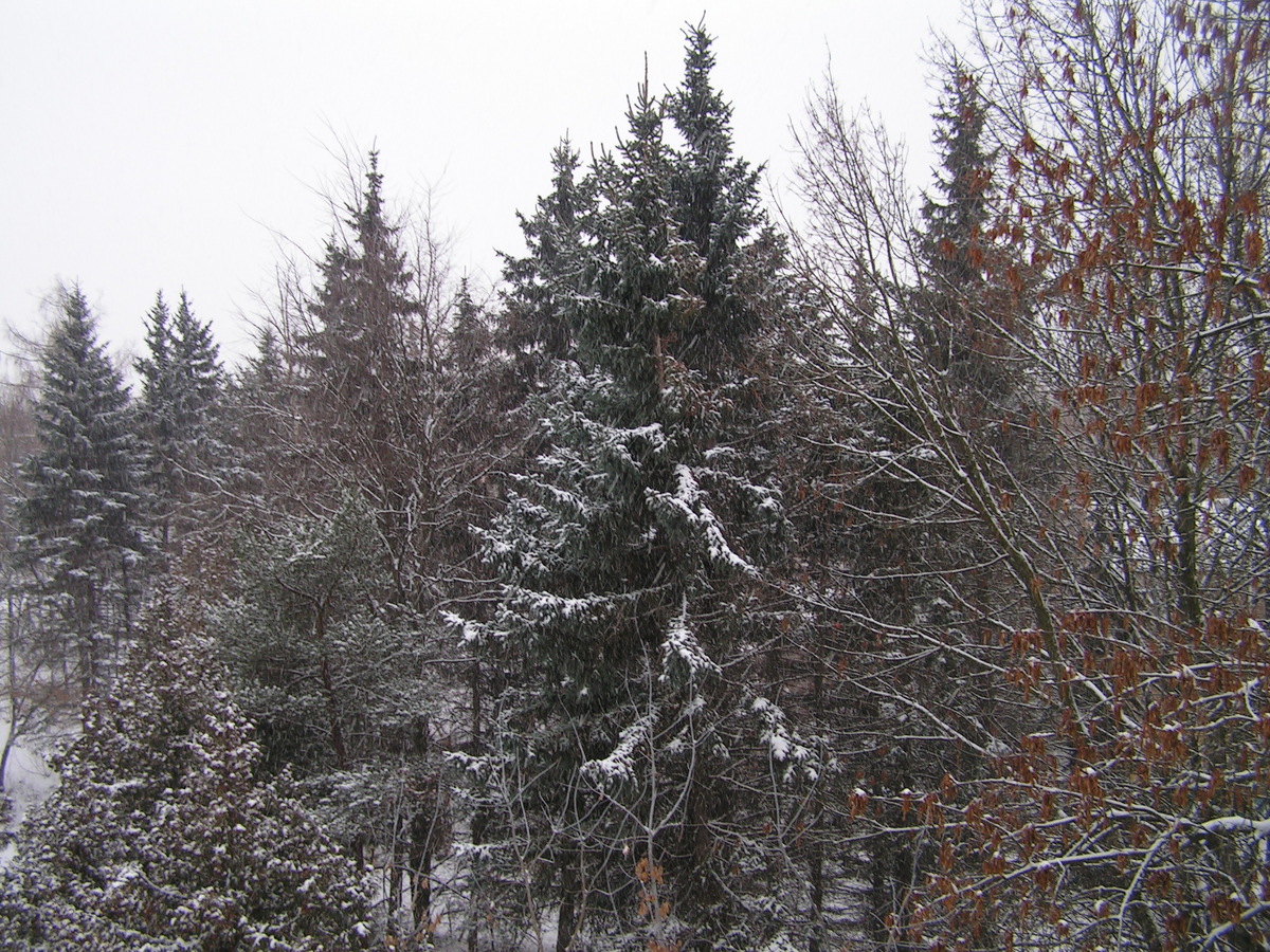 Зима в воспоминаниях: как изменился первый декабря за 15 лет