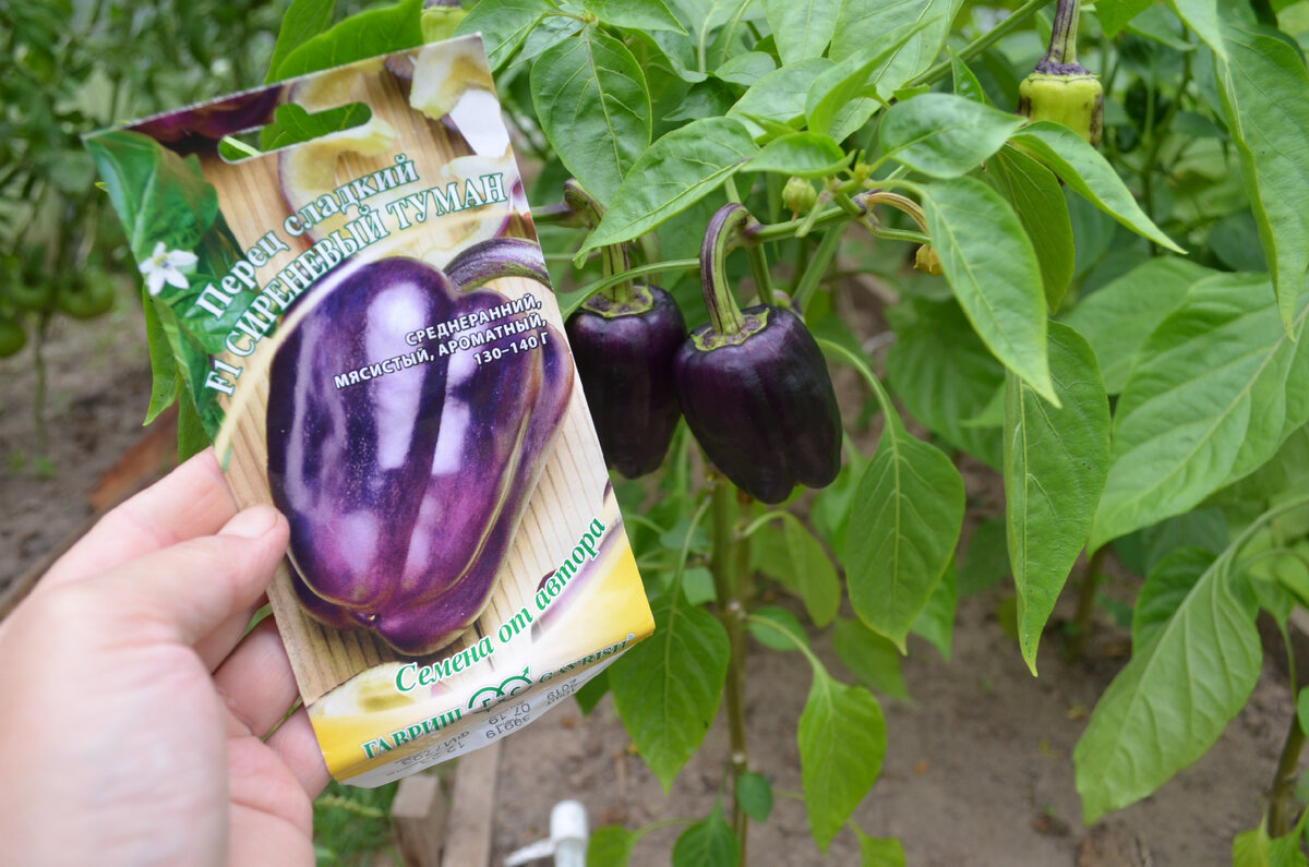 Сладкий перец для вашего огорода: лучшие сорта на 2026 год