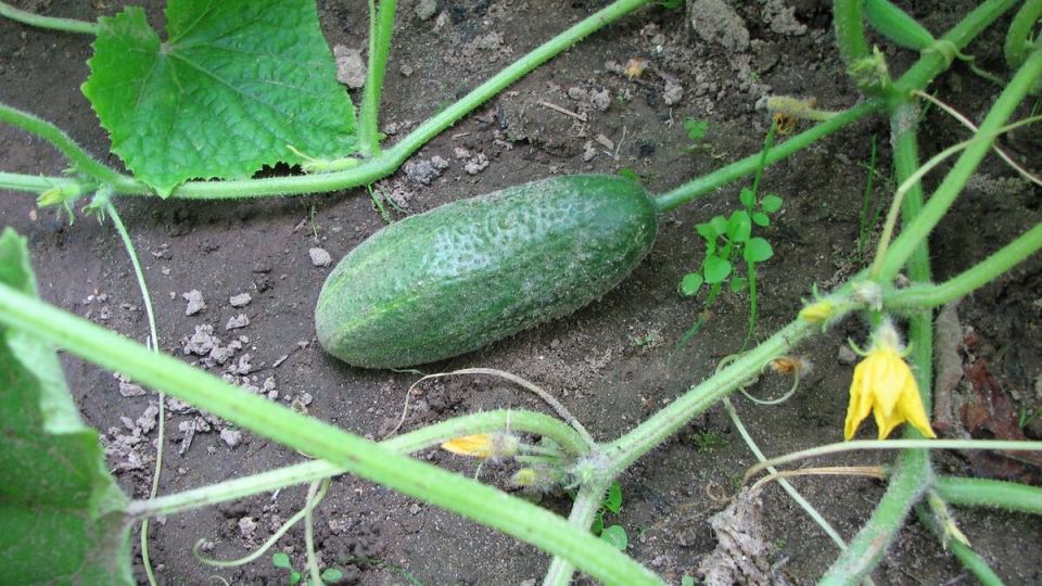 ��� ��������� ������� ������� �������: �������� ����