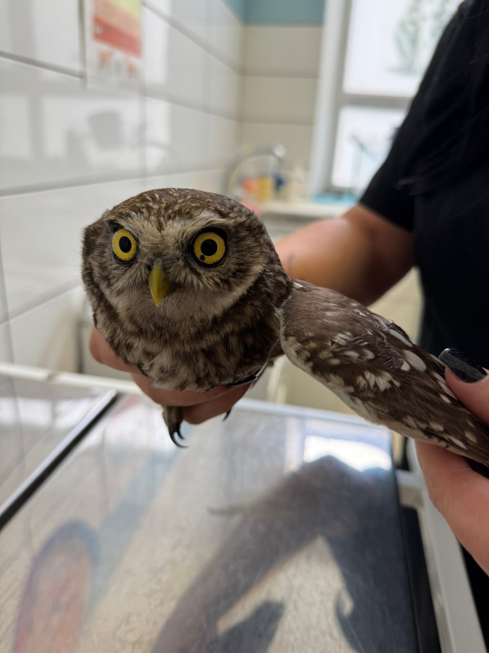 В Мичуринске зоозащитники спасают домового сыча