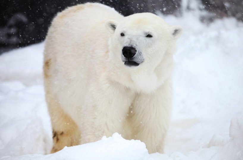 27 февраля - День полярного медведя