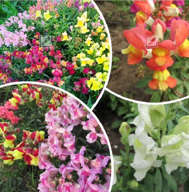 ����� �������� ����: ���, ��� ����� ����� ��� ��������� �����������