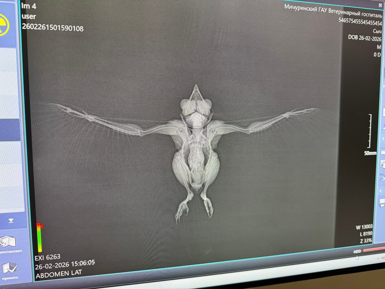 В Мичуринске зоозащитники спасают домового сыча В Мичуринске зоозащитники спасают домового сыча