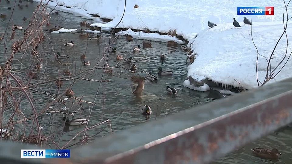 ������������� �������� �������� ���������, �� ������ ������� ������ �� ����� ������ �����