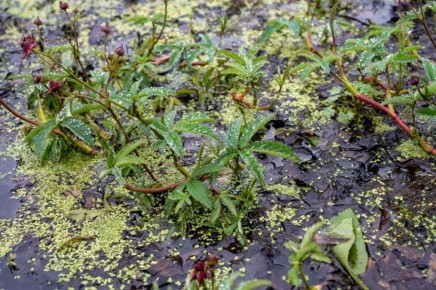 ��������� ��������: ������� ������������� ��� ��������