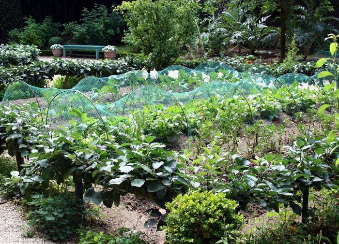 Как эффективно расправиться с настойчивым сорняком молочаем