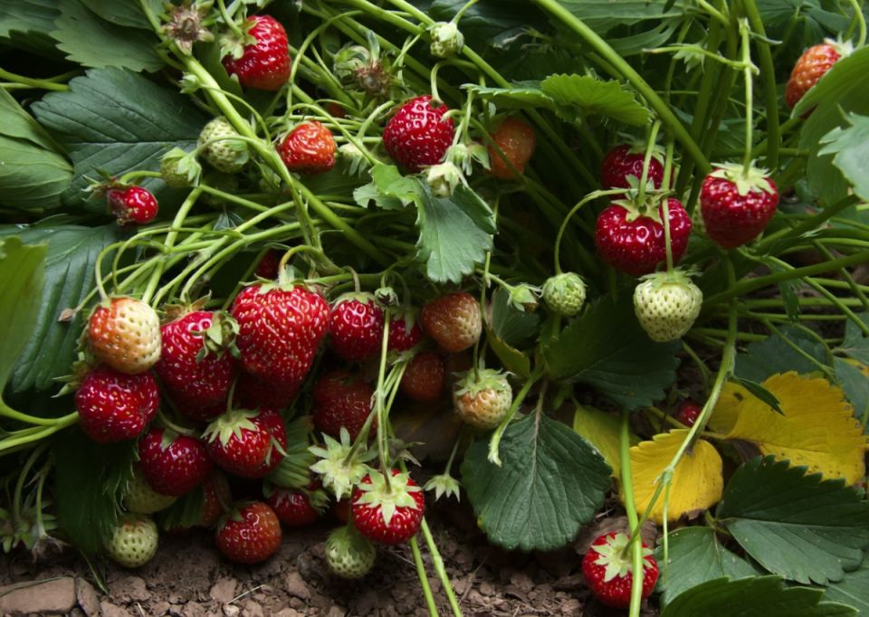 ������� ������ ��������: �������, ������� ��������