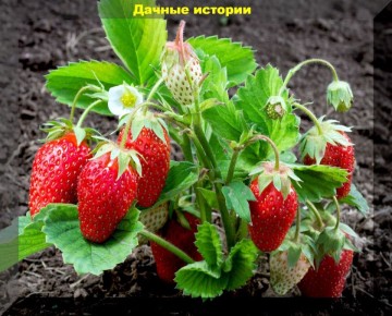 ��� ���������� �������� ����� � �������� � ������������