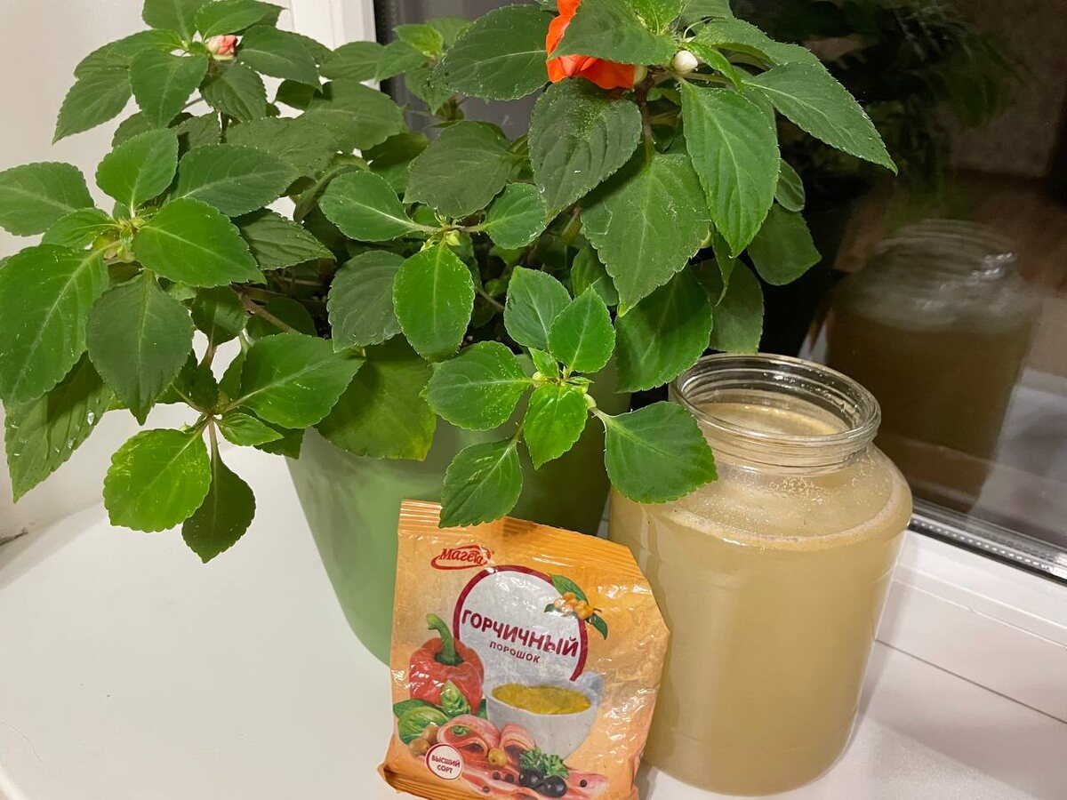 Горчица в горшках: как простой порошок преобразит комнатные растения