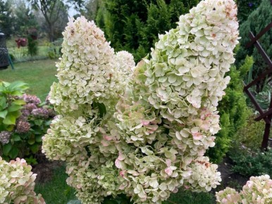 Как вырастить огромные соцветия метельчатых гортензий