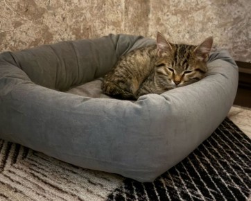 Пост добра: котёнок ищет дом