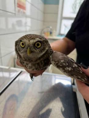 � ���������� ����������� ������� ��������������� �������� ����