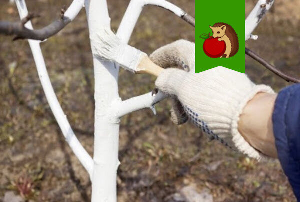 Как правильно ухаживать за молодыми деревьями: побелка саженцев и ее важность