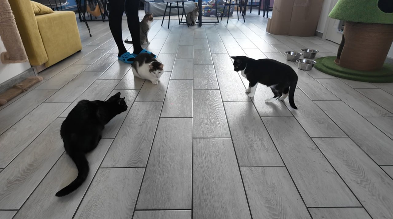 За год 27 кошек из котокафе в Тамбове обрели дом