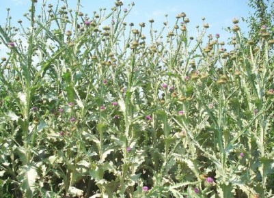 ����������� ������ ������ � ��������� ��� ���������� �������