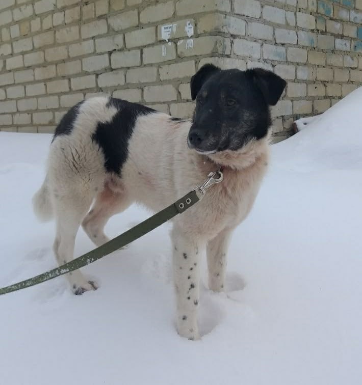 Пост добра: Филя ищет дом. Активный, любознательный, умный и дружелюбный Филя ищет любящую семью