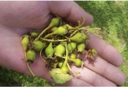 Почему плоды осыпаются: Разбираемся в проблемах с урожаем