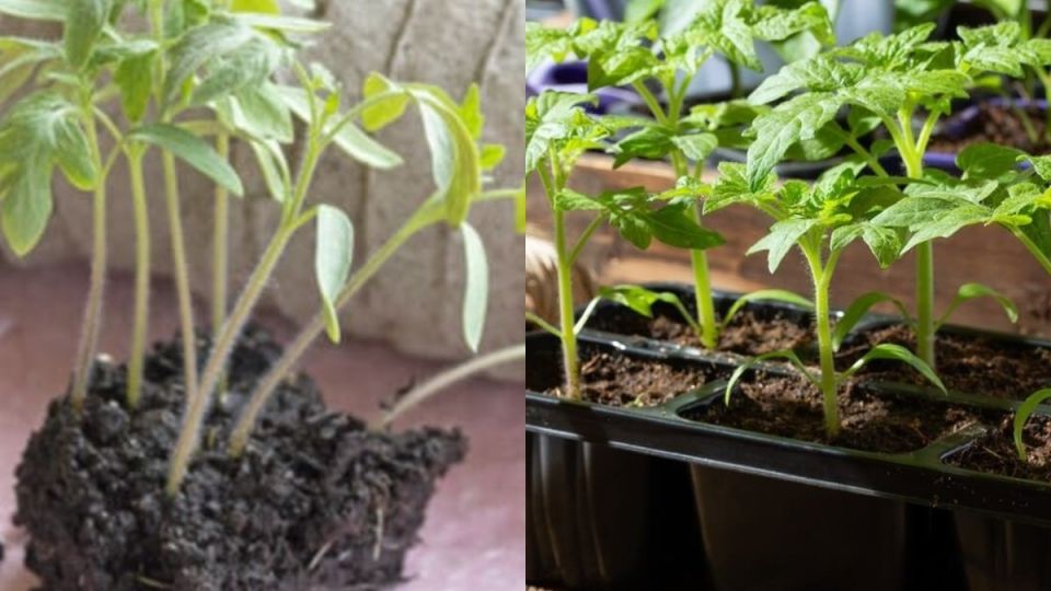 Как вырастить крепкую рассаду томатов в марте: три ключевых совета агронома