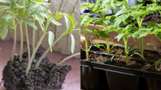 Как вырастить крепкую рассаду томатов в марте: три ключевых совета агронома