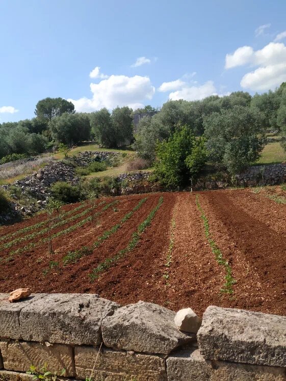 Итальянская дача: виноградники и органика вместо привычных огородов