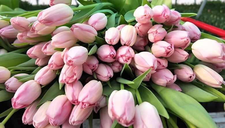 ��������� ��������� ������������ �������� �� 8 �����