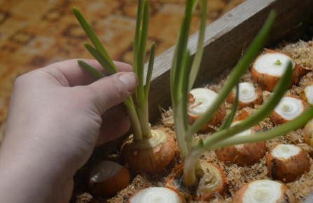 ��� ��������� ������ �� �������� ����: ������ � ����������� �����