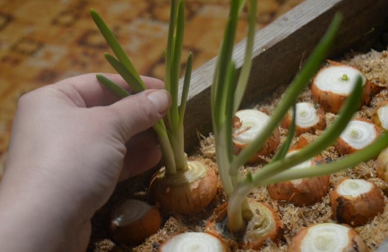 Как вырастить зелень из обычного лука: легкий и эффективный метод