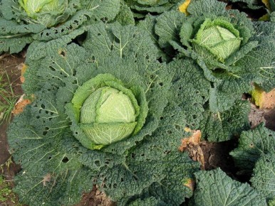 Майский капустный фальстарт: секреты успешной посадки