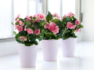 Как выбрать безопасные и красивые растения для детской комнаты