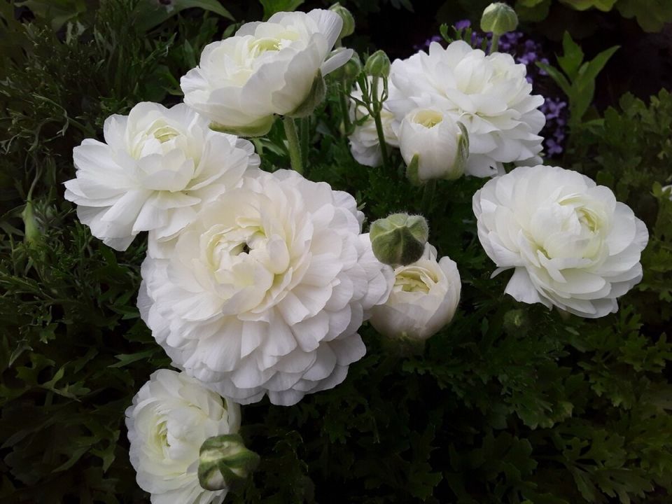 �����������: ����������� � ���������� � ������������ ��������