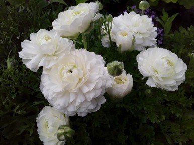 Ранункулюсы: разбираемся в сложностях и наслаждаемся красотой