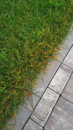 Забота о газоне: болезни и их предупреждение