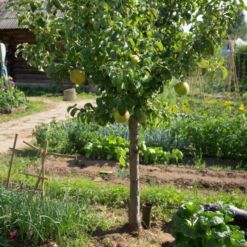 ��� ������������� ������������ � ������� �����: ������� ������������ �����