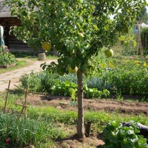 ��� ������������� ������������ � ������� �����: ������� ������������ �����