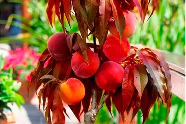 ��� ��������� ��������������� ������ �������� � ����� ����?