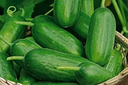 Почему стоит обратить внимание на огурцы сорта Всё гладко?