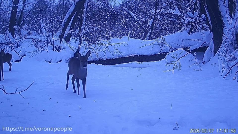 Сумерки в синих тонах на Вороне