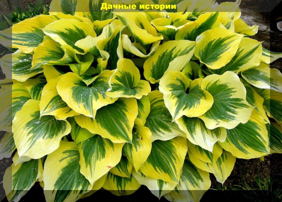 ������ ����� ���� ��� ������ ����: ��� ������� ��������� ���������� ������