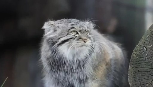 ������ ���� ������ ����.. �� ������� ��)))